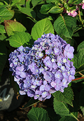 Rock-N-Roll Hydrangea (Hydrangea macrophylla 'COF HM3') at Lakeshore Garden Centres