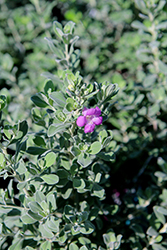 Silver Star Texas Sage (Leucophyllum frutescens 'Silver Star') at Lakeshore Garden Centres