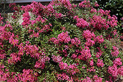 Sacramento Crapemyrtle (Lagerstroemia indica 'Sacramento') at Lakeshore Garden Centres