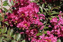 Sacramento Crapemyrtle (Lagerstroemia indica 'Sacramento') at Lakeshore Garden Centres