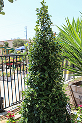 Crown Point Holly (Ilex 'Ilex x EN-7') at Lakeshore Garden Centres