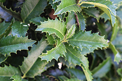 Crown Point Holly (Ilex 'Ilex x EN-7') at Lakeshore Garden Centres