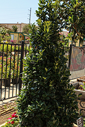 My Lady Holly (Ilex 'My Lady') at Lakeshore Garden Centres