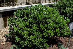 Georgia Petite Indian Hawthorn (Rhaphiolepis x delacourii 'Georgia Petite') at Lakeshore Garden Centres