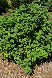 Winter Canary Dogwood (Cornus alba 'Grecan') at Lakeshore Garden Centres