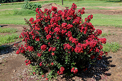 Drury Crimson Crapemyrtle (Lagerstroemia 'GV1125') at Lakeshore Garden Centres
