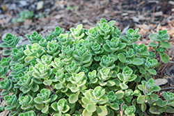 Mexican Mint (Plectranthus amboinicus) at Lakeshore Garden Centres