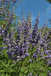 Delta Blues Chaste Tree (Vitex agnus-castus 'PIIVAC-I') at Lakeshore Garden Centres