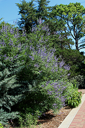 Delta Blues Chaste Tree (Vitex agnus-castus 'PIIVAC-I') at Lakeshore Garden Centres