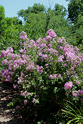 Princess Lyla Crapemyrtle (Lagerstroemia 'GA 0804') at Lakeshore Garden Centres
