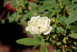 The Champion Ivory Rose (Rosa 'Radgardebwhite') at Lakeshore Garden Centres