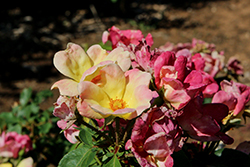 The Champion Sunblush Rose (Rosa 'Meititika') at Lakeshore Garden Centres