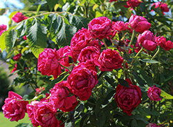 The Grand Champion Rose (Rosa 'Meimacota') at Lakeshore Garden Centres