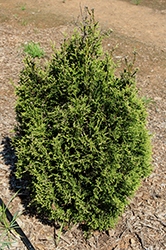 Emerald Teardrop Arborvitae (Thuja plicata 'RLH-CS') at Lakeshore Garden Centres