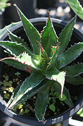 Mountain Agave (Agave montana) at Lakeshore Garden Centres