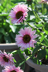 SunSeekers Salmon Coneflower (Echinacea 'IFECSSSAL') at Peter Knippel Garden Centre