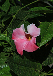 Sun Parasol Giant Dark Pink Mandevilla (Mandevilla 'Sun Parasol Giant Dark Pink') at Lakeshore Garden Centres