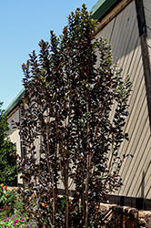 Thunderstruck White Flash Crapemyrtle (Lagerstroemia 'JM6') at Lakeshore Garden Centres
