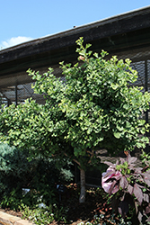 Troll Dwarf Ginkgo (Ginkgo biloba 'Troll') at Peter Knippel Garden Centre