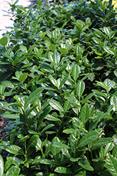 Greenfinity Cherry Laurel (Prunus laurocerasus 'Jong2') at Lakeshore Garden Centres