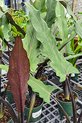 Mythic Lauterbachiana Purple Sword Elephant Ears (Alocasia lauterbachiana) at Golden Acre Home & Garden