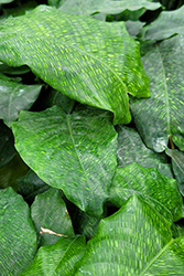 Network Calathea (Calathea musaica 'Network') at Golden Acre Home & Garden