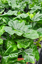 Atom Philodendron (Philodendron selloum 'Atom') at Golden Acre Home & Garden