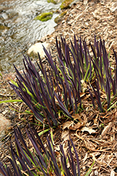 Purple Flame Blue Flag Iris (Iris versicolor 'Purple Flame') at Peter Knippel Garden Centre