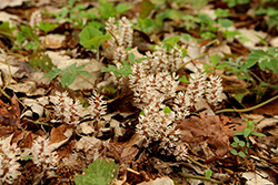 Allegheny Spurge (Pachysandra procumbens) at Peter Knippel Garden Centre