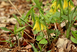 Great Merrybells (Uvularia grandiflora) at Green Thumb Garden Centre