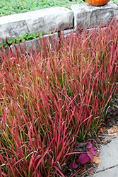 Red Baron Japanese Blood Grass (Imperata cylindrica 'Red Baron') at Peter Knippel Garden Centre