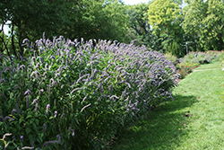 Blue Fortune Anise Hyssop (Agastache 'Blue Fortune') at Peter Knippel Garden Centre