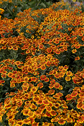 Salud Embers Sneezeweed (Helenium autumnale 'Balsaluemb') at Peter Knippel Garden Centre