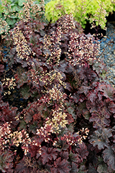 Cajun Fire Coral Bells (Heuchera 'Cajun Fire') at Peter Knippel Garden Centre