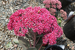 Party Hardy Birthday Party Stonecrop (Sedum 'Birthday Party') at Lakeshore Garden Centres