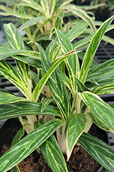 Rice Leaf Chinese Evergreen (Aglaonema 'Rice Leaf') at Lakeshore Garden Centres