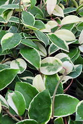 Krimson Queen Wax Plant (Hoya carnosa 'Krimson Queen') at Golden Acre Home & Garden