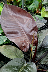 Black Cardinal Philodendron (Philodendron 'Black Cardinal') at Golden Acre Home & Garden