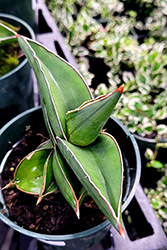 Samurai Sword Sansevieria (Sansevieria ehrenbergii 'Samurai') at Lakeshore Garden Centres