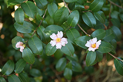 Winter's Star Light Camellia (Camellia 'Winter's Star Light') at Lakeshore Garden Centres