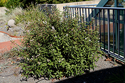 Henri Desfosse California Lilac (Ceanothus x delilianus 'Henri Desfosse') at Lakeshore Garden Centres