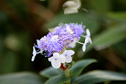Blue Bunny Hydrangea (Hydrangea involucrata 'Wim Rutten') at Lakeshore Garden Centres