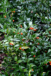 Alexandrian Laurel (Danae racemosa) at Lakeshore Garden Centres