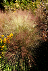 Pink Muhly Grass (Muhlenbergia capillaris 'Pink Muhly') at Lakeshore Garden Centres