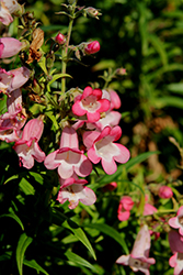 Flock Of Flamingos Beard Tongue (Penstemon 'Flock Of Flamingos') at Lakeshore Garden Centres
