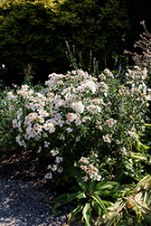 Look-A-Likes Apple Dapple Rose (Rosa 'Meiplumty') at Lakeshore Garden Centres