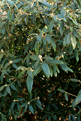 Decker Prague Viburnum (Viburnum x pragense 'Decker') at Lakeshore Garden Centres