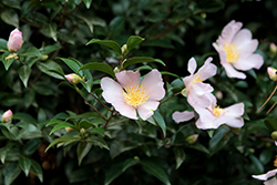 Maiden's Blush Camellia (Camellia sasanqua 'Maiden's Blush') at Lakeshore Garden Centres
