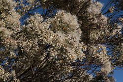 Groundseltree (Baccharis halimifolia) at Lakeshore Garden Centres