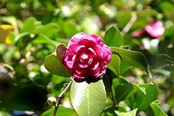 Snow Camellia (Camellia rusticana 'Kikuzuki') at Lakeshore Garden Centres